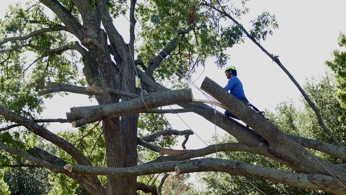 Professional Hazardous Tree Removal performed by certified arborists in Gateway